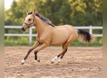 Weitere Warmblüter, Stute, 1 Jahr, 168 cm, Buckskin