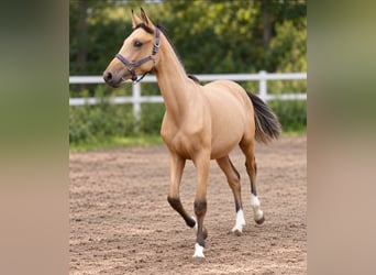 Weitere Warmblüter, Stute, 1 Jahr, 168 cm, Buckskin