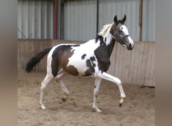 Weitere Warmblüter, Stute, 1 Jahr, 168 cm, Schecke