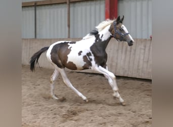 Weitere Warmblüter, Stute, 1 Jahr, 168 cm, Schecke