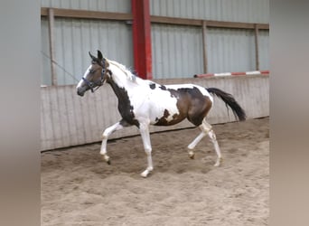 Weitere Warmblüter, Stute, 1 Jahr, 168 cm, Schecke