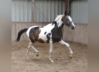 Weitere Warmblüter, Stute, 1 Jahr, 168 cm, Schecke