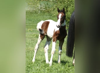 Weitere Warmblüter, Stute, 1 Jahr, 168 cm, Schecke