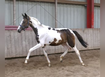 Weitere Warmblüter, Stute, 1 Jahr, 168 cm, Schecke
