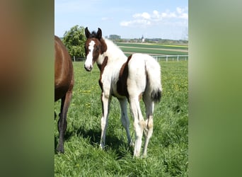 Weitere Warmblüter, Stute, 1 Jahr, 168 cm, Schecke
