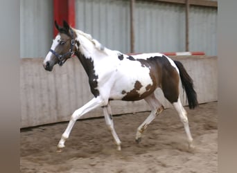 Weitere Warmblüter, Stute, 1 Jahr, 168 cm, Schecke
