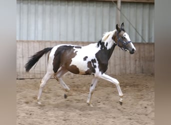 Weitere Warmblüter, Stute, 1 Jahr, 168 cm, Schecke