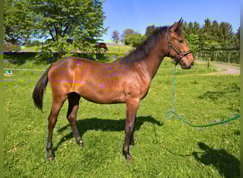 Weitere Warmblüter, Stute, 1 Jahr, 170 cm, Brauner