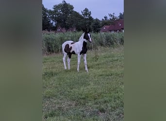 Weitere Warmblüter Mix, Stute, 1 Jahr, 170 cm, Schecke