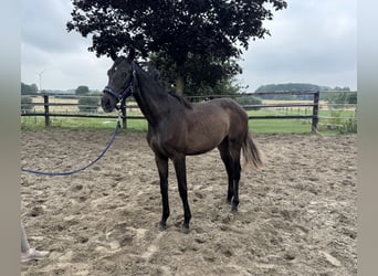 Weitere Warmblüter, Stute, 1 Jahr, Dunkelbrauner