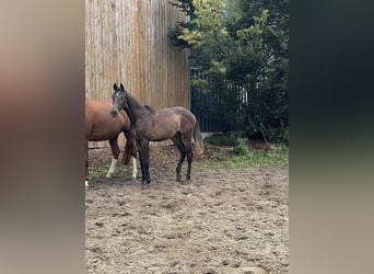 Weitere Warmblüter, Stute, 1 Jahr, Dunkelbrauner