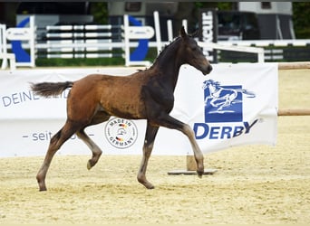 Weitere Warmblüter, Stute, 1 Jahr, Dunkelbrauner