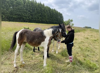 Weitere Warmblüter Mix, Stute, 1 Jahr, Schecke