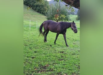 Weitere Warmblüter, Stute, 20 Jahre, 157 cm, Rappe