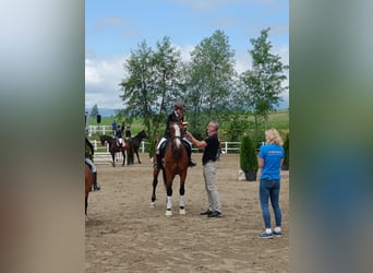 Weitere Warmblüter, Stute, 20 Jahre, 160 cm, Brauner