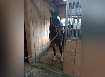 Weitere Warmblüter, Stute, 20 Jahre, 170 cm, Brauner