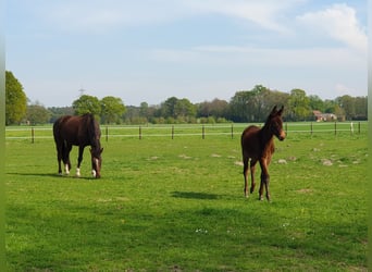 Weitere Warmblüter, Stute, 20 Jahre, 170 cm, Dunkelfuchs