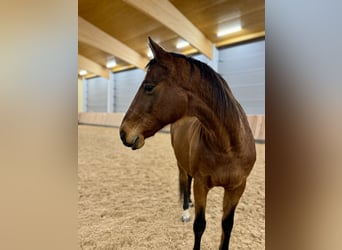 Weitere Warmblüter, Stute, 21 Jahre, 158 cm, Brauner