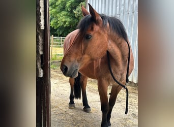 Weitere Warmblüter Mix, Stute, 21 Jahre, 162 cm, Rotschimmel