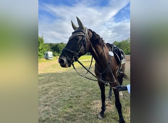 Weitere Warmblüter, Stute, 21 Jahre, 163 cm, Rappe