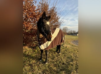 Weitere Warmblüter, Stute, 22 Jahre, 160 cm, Dunkelbrauner