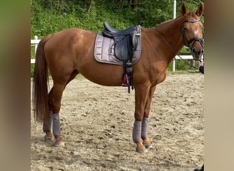 Weitere Warmblüter, Stute, 24 Jahre, Fuchs