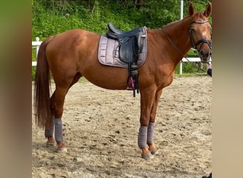 Weitere Warmblüter, Stute, 25 Jahre, Fuchs