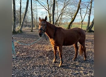 Weitere Warmblüter, Stute, 25 Jahre, Fuchs