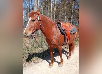 Weitere Warmblüter, Stute, 28 Jahre, 158 cm, Fuchs