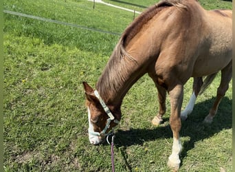 Weitere Warmblüter, Stute, 28 Jahre, 160 cm, Fuchs