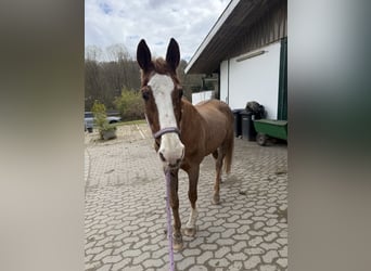 Weitere Warmblüter, Stute, 28 Jahre, 160 cm, Fuchs