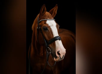 Weitere Warmblüter, Stute, 28 Jahre, 160 cm, Fuchs