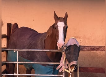 Weitere Warmblüter, Stute, 28 Jahre, 160 cm, Fuchs