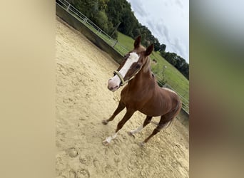 Weitere Warmblüter, Stute, 28 Jahre, 160 cm, Fuchs