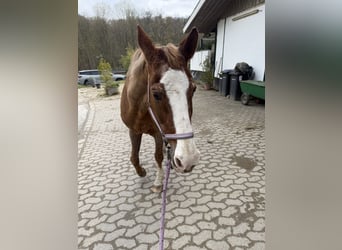 Weitere Warmblüter, Stute, 28 Jahre, 160 cm, Fuchs