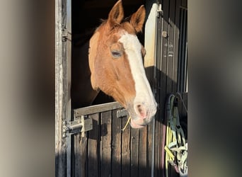 Weitere Warmblüter, Stute, 28 Jahre, 160 cm, Fuchs
