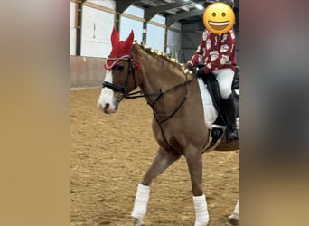 Weitere Warmblüter, Stute, 28 Jahre, 160 cm, Fuchs