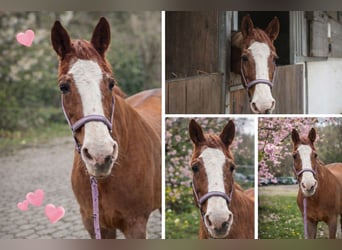 Weitere Warmblüter, Stute, 28 Jahre, 160 cm, Fuchs