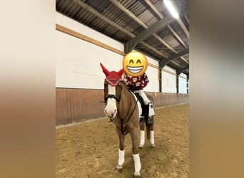 Weitere Warmblüter, Stute, 28 Jahre, 160 cm, Fuchs