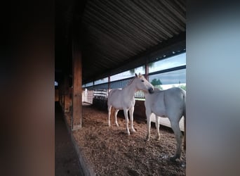 Weitere Warmblüter, Stute, 29 Jahre, 158 cm, Schimmel