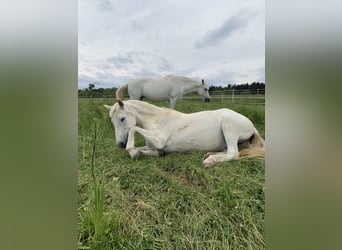 Weitere Warmblüter, Stute, 29 Jahre, 158 cm, Schimmel