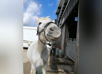 Weitere Warmblüter, Stute, 29 Jahre, 158 cm, Schimmel