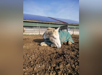 Weitere Warmblüter, Stute, 29 Jahre, 158 cm, Schimmel