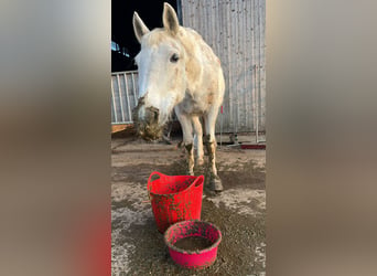 Weitere Warmblüter, Stute, 29 Jahre, 158 cm, Schimmel