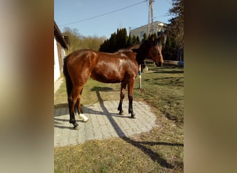 Weitere Warmblüter, Stute, 2 Jahre, 155 cm, Brauner