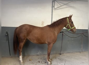Weitere Warmblüter, Stute, 2 Jahre, 158 cm, Fuchs