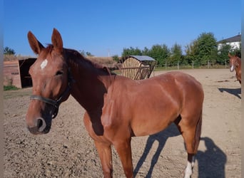 Weitere Warmblüter, Stute, 2 Jahre, 158 cm, Fuchs