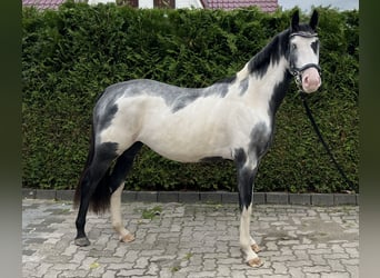 Weitere Warmblüter Mix, Stute, 2 Jahre, 158 cm, Schecke