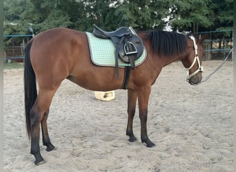 Weitere Warmblüter Mix, Stute, 2 Jahre, 160 cm, Rotbrauner