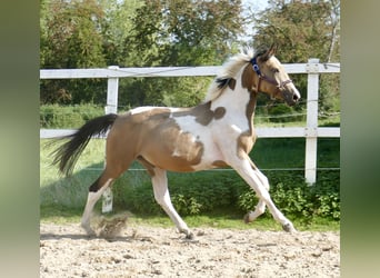 Weitere Warmblüter, Stute, 2 Jahre, 165 cm, Schecke